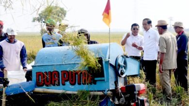 Panen Raya di Subang, Presiden: Diharapkan Tambah Cadangan Beras Kita