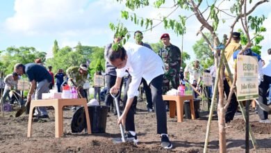 Lestarikan Tanaman Endemik NTT, Presiden Jokowi Tanam Pohon Cendana
