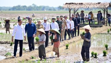Presiden Jokowi Tinjau Penanaman Padi dan Serap Aspirasi Petani di Pekalongan
