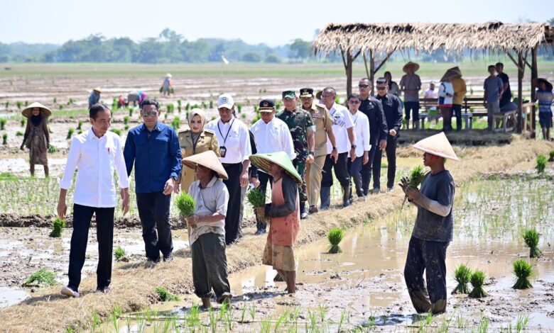 Presiden Jokowi Tinjau Penanaman Padi dan Serap Aspirasi Petani di Pekalongan