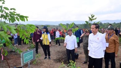 Mulai Penghijauan IKN, Presiden: Untuk Bangun Hutan Hujan Tropis yang Beragam