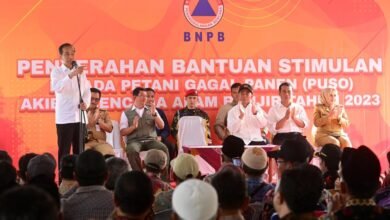 Salurkan BLT Puso, Presiden Jokowi Minta Petani Segera Tanam Kembali