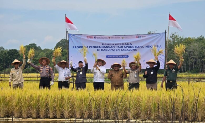Panen Padi Apung Perdana di Ampukung, Inovasi Pertanian Rawa yang Menjanjikan