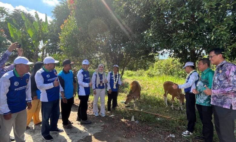 Kembangkan Potensi Eks Kimtrans, Pemprov Kalsel Bagikan Bantuan 7 Ekor Sapi Unggul