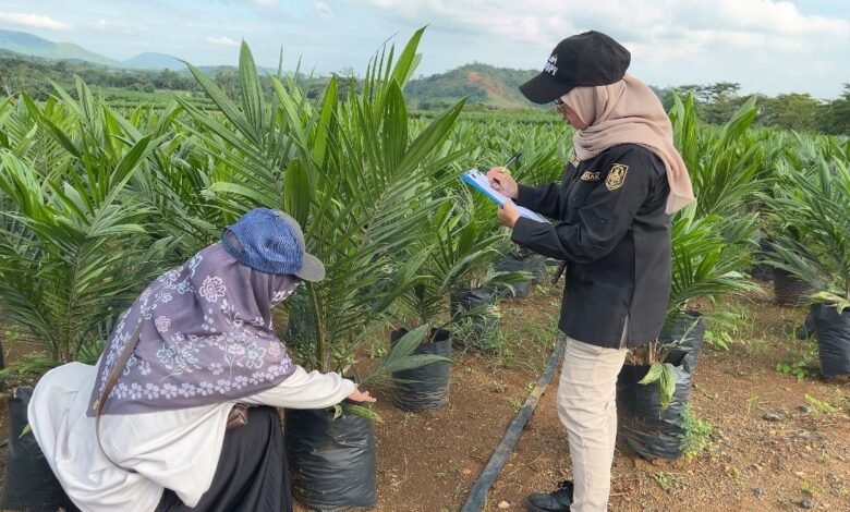 Dukung Pembangunan Kelapa Sawit Berkelanjutan, BPSBP Kalsel Kawal Penyediaan Benih Unggul Bersertifikat dan Berlabel