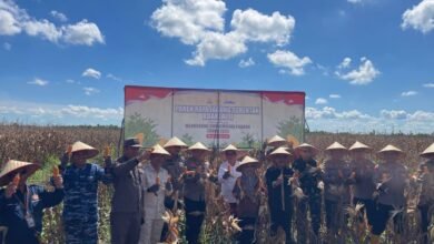 Dukung Swasembada Pangan, Polda Kalsel Panen Raya Jagung Serentak Kuartal II