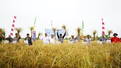 Panen Padi di Cempaka, Bukti Kemandirian Pangan di Kalimantan Selatan