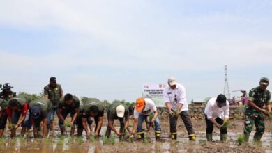 Kalsel Panen Raya dan Tanam Padi Di Batola, Produksi Padi Naik Jadi 1,3 Juta Ton