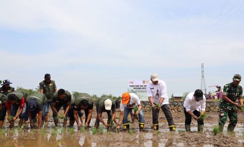 Kalsel Panen Raya dan Tanam Padi Di Batola, Produksi Padi Naik Jadi 1,3 Juta Ton