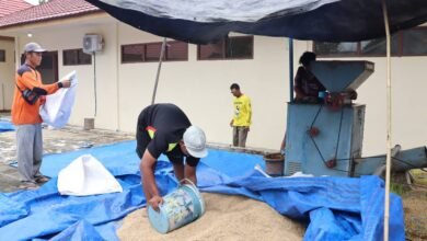 UPB Sungai Tabuk Jadi Andalan Kalsel untuk Produksi Benih Padi Berkualitas