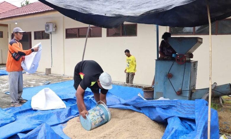 UPB Sungai Tabuk Jadi Andalan Kalsel untuk Produksi Benih Padi Berkualitas