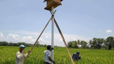 Pencegahan Hama Tikus, BPTPH Kalsel Sarankan Rumah Burung Hantu Sebagai Solusi Ramah Lingkungan