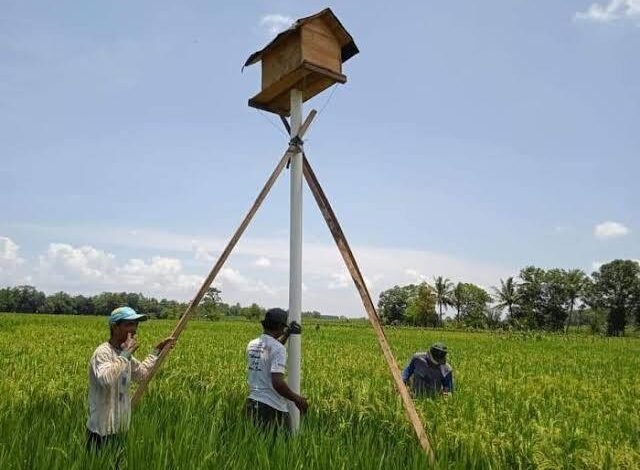 Pencegahan Hama Tikus, BPTPH Kalsel Sarankan Rumah Burung Hantu Sebagai Solusi Ramah Lingkungan