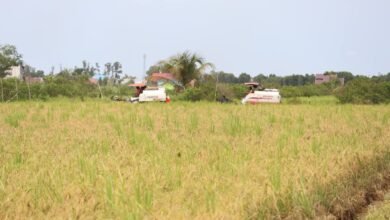 Kalsel Raih Peringkat Pertama Indeks Ketahanan Pangan 2025