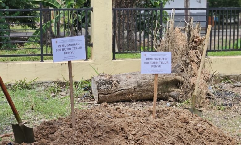 Pemprov Kalsel Berkomitmen Jaga Kelestarian Penyu Laut