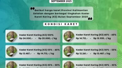 Harga Karet dan Sawit Menguat, NTP Kalsel Naik 1,69 Persen pada September 2025