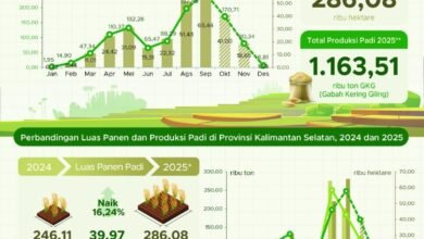 Luas Panen Puncak Padi di Kalsel Capai 65,44 Ribu Hektare