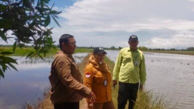BPTPH Kalsel Gerak Cepat Bantu Petani Banjarbaru Hadapi Dampak Cuaca Ekstrem