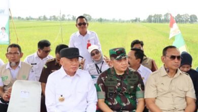 Disdag Kalsel Apresiasi Panen Raya di Batola, Perkuat Optimisme Swasembada Beras