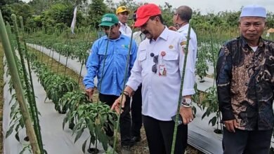 Gerakan Tanam Cabai dan Bawang Merah, Kalsel Perkuat Stabilitas Pangan dan Kendali Inflasi