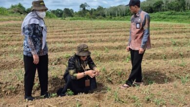 Program Hortikultura 2026, DPKP Kalsel Fokus Komoditas Pengendali Inflasi