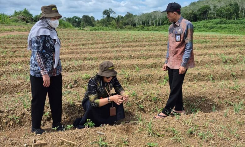 Program Hortikultura 2026, DPKP Kalsel Fokus Komoditas Pengendali Inflasi