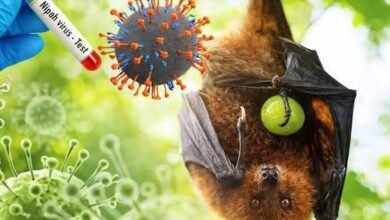 Belum Ditemukan Kasus Virus Nipah, Pemprov Kalsel Tetap Perkuat Kesiapsiagaan Sistem Kesehatan