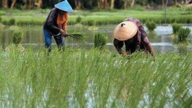 Pemprov Kalsel Kolaborasi dengan Kabupaten Pulihkan Lahan Pertanian Pasca Banjir