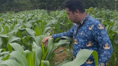 Optimalkan Lahan Kantor, Dinas PMD Kalsel Kembangkan Kebun Tanaman Pangan untuk Ketahanan Keluarga