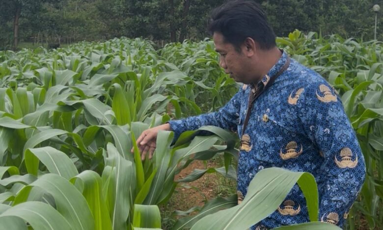 Optimalkan Lahan Kantor, Dinas PMD Kalsel Kembangkan Kebun Tanaman Pangan untuk Ketahanan Keluarga