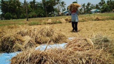 Perkuat Ketahanan Pangan, Kalsel Prioritaskan Rehabilitasi dan Bangun Lumbung Pangan di Sentra Produksi
