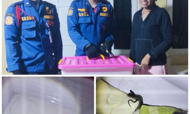 Satpol PP dan Damkar Kalsel Catat Peningkatan Penanganan Kebakaran dan Penyelamatan 2025