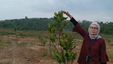 Program REDD+ Kalsel Tunjukkan Hasil Positif, Kadishut Lakukan Monitoring