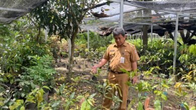 BBTPH Kembangkan Buah Khas Lokal Kalsel Melalui Inovasi Pembenihan