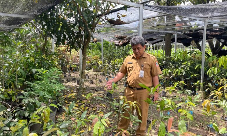 BBTPH Kembangkan Buah Khas Lokal Kalsel Melalui Inovasi Pembenihan