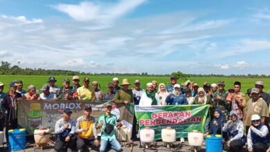 Antisipasi Kemarau 2026, BPTPH Kalsel Perkuat Pengendalian Hama dan Irigasi