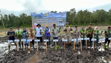 Gerakan Tanam Padi di Sungai Tabuk, DPKP Kalsel Dukung Percepatan Swasembada Pangan