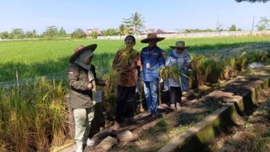 Panen Perdana Padi Apung di Sungai Tabuk, DPKP Kalsel Dorong Pemanfaatan Lahan Rawa