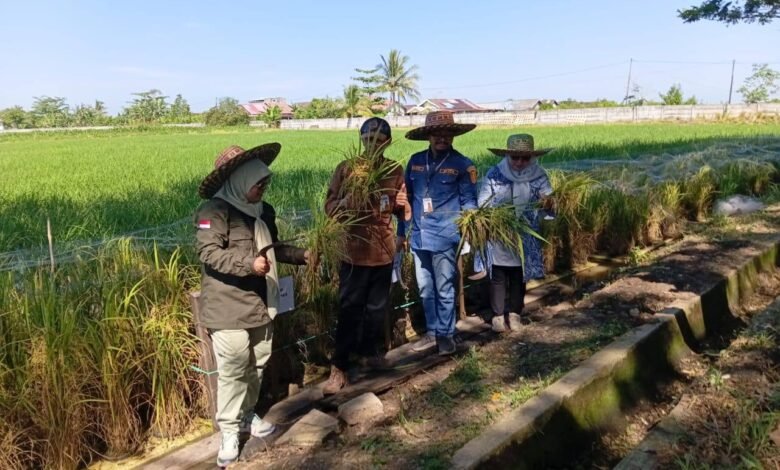 Panen Perdana Padi Apung di Sungai Tabuk, DPKP Kalsel Dorong Pemanfaatan Lahan Rawa