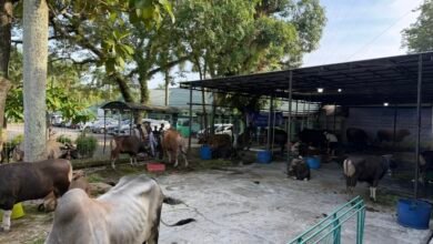 Disbunnak Kalsel Pastikan Ketersediaan dan Kesehatan Hewan Kurban