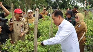 Dukung Ketahanan Pangan dan Kendali Inflasi, Wamenko Pangan Panen Cabai di Angkinang