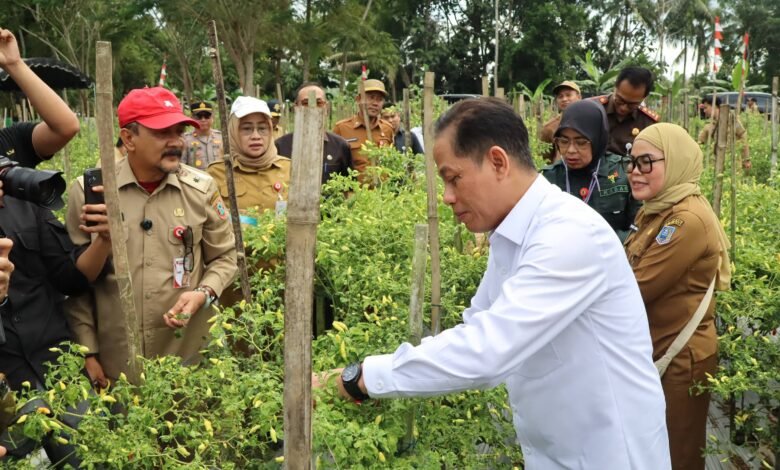 Dukung Ketahanan Pangan dan Kendali Inflasi, Wamenko Pangan Panen Cabai di Angkinang