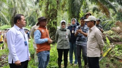 Wamenko Pangan Tinjau SISKA di Tanah Bumbu, Integrasi Sawit-Sapi Dinilai Mampu Kurangi Impor Daging