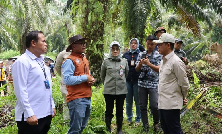Wamenko Pangan Tinjau SISKA di Tanah Bumbu, Integrasi Sawit-Sapi Dinilai Mampu Kurangi Impor Daging