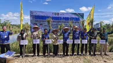 Panen Padi Apung di Tapin, Produktivitas Capai 6,5 Ton per Hektare