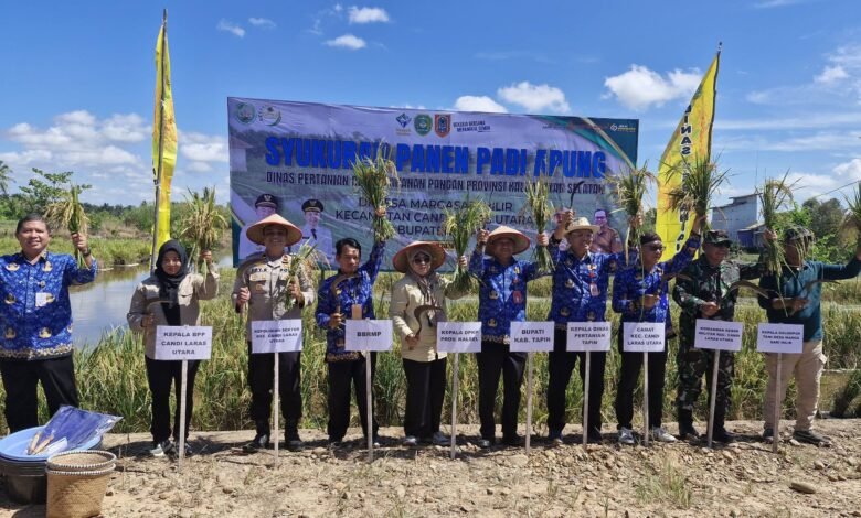 Panen Padi Apung di Tapin, Produktivitas Capai 6,5 Ton per Hektare