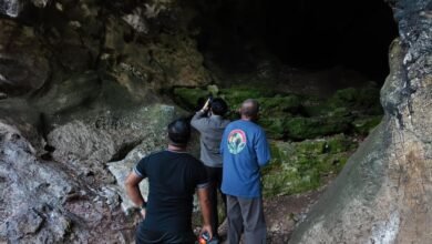 Monitoring Goa Batu Hapu Temukan Tiga Spesies Kelelawar, Geopark Meratus Perkuat Konservasi Berbasis Riset